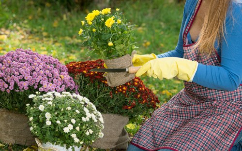 The image shows a person wearing a blue long-sleeved top, yellow gardening gloves, and a red-and-blue checked apron, working in a garden with colourful flowering plants. They are holding small gardening shears or pruning tools, trimming the bright yellow flowering plant in a brown fabric pot. To the left, there are potted chrysanthemum plants with purple, white, and pink flowers arranged on a garden surface, which could be paved or grass. The background features a lush, green outdoor environment with blurred foliage, indicating a healthy, well-maintained garden space. The scene is brightly lit, suggesting daytime with natural sunlight, suitable for outdoor gardening activities. This setting reflects typical gardening and lawn care activities that could be part of professional services offered by Lawn Mowing Covent Garden in the local area near Covent Garden, London, supporting garden maintenance, planting, and flowering bed enhancements.