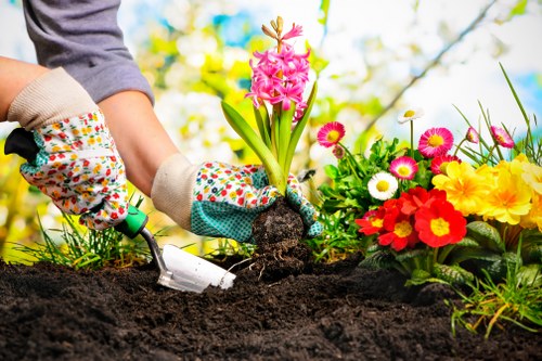 Professional gardener trimming hedges
