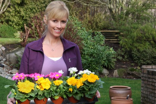 A woman with blonde hair, wearing a purple jacket and a lavender top, is standing outdoors in a garden with lush green trees and shrubs in the background. She is smiling and holding a black tray with multiple small terracotta pots containing vibrant primroses in shades of pink, yellow, and white. The garden features a well-maintained lawn, a gravel pathway, and steps leading up a gentle slope. To the right, there is a round terracotta pot placed on the grass. The scene depicts a bright, overcast day, with natural light illuminating the garden setting, suitable for gardening and outdoor plant care activities associated with professional gardening services in Covent Garden or the surrounding London area.